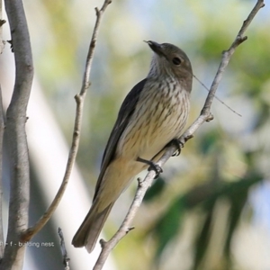 Pachycephala rufiventris at undefined - 4 Nov 2016 12:00 AM