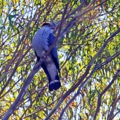 Lopholaimus antarcticus (Topknot Pigeon) at Yatteyattah Nature Reserve - 4 Nov 2016 by CharlesDove