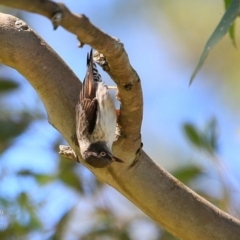 Daphoenositta chrysoptera (Varied Sittella) at Yatteyattah Nature Reserve - 3 Nov 2016 by Charles Dove