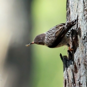 Daphoenositta chrysoptera at Yatteyattah Nature Reserve - 4 Nov 2016 12:00 AM