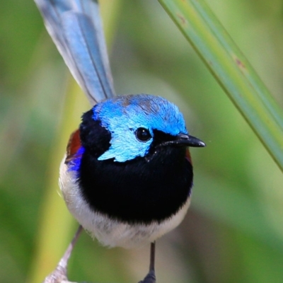 Malurus lamberti (Variegated Fairywren) at One Track For All - 31 Oct 2016 by Charles Dove