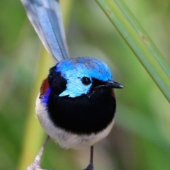 Malurus lamberti (Variegated Fairywren) at One Track For All - 31 Oct 2016 by Charles Dove