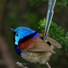 Malurus lamberti at Ulladulla Reserves Bushcare - 1 Nov 2016