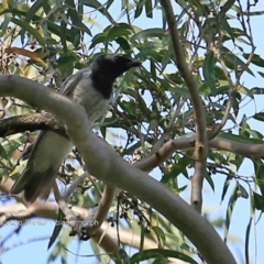 Coracina papuensis (White-bellied Cuckooshrike) at Undefined - 3 Nov 2016 by Charles Dove