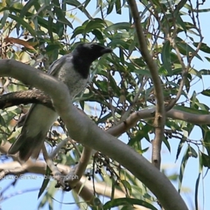 Coracina papuensis at undefined - 4 Nov 2016 12:00 AM