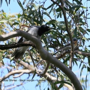 Coracina papuensis at undefined - 4 Nov 2016