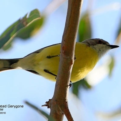 Gerygone olivacea (White-throated Gerygone) at Undefined - 4 Nov 2016 by CharlesDove