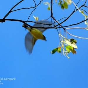 Gerygone olivacea at undefined - 4 Nov 2016