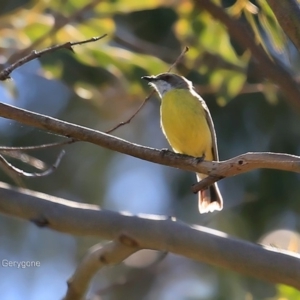 Gerygone olivacea at undefined - 4 Nov 2016