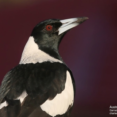 Gymnorhina tibicen (Australian Magpie) at Garrads Reserve Narrawallee - 29 May 2016 by Charles Dove