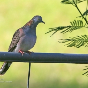 Geopelia humeralis at undefined - 27 May 2016 12:00 AM