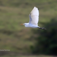 Bubulcus coromandus (Eastern Cattle Egret) at Undefined - 25 May 2016 by Charles Dove