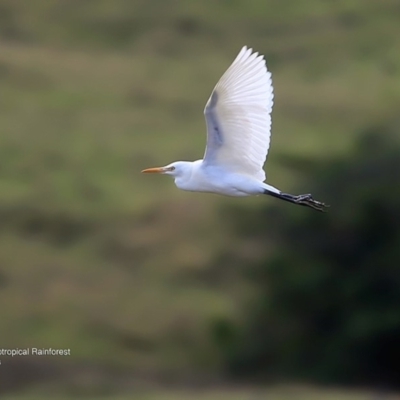 Bubulcus coromandus (Eastern Cattle Egret) at Undefined - 25 May 2016 by Charles Dove