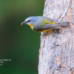 Eopsaltria australis (Eastern Yellow Robin) at Wairo Beach and Dolphin Point - 23 May 2016 by Charles Dove