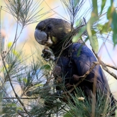 Calyptorhynchus lathami lathami (Glossy Black-Cockatoo) at Bomaderry Creek Regional Park - 26 May 2016 by Charles Dove