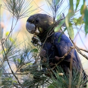 Calyptorhynchus lathami lathami at Bomaderry Creek Regional Park - suppressed