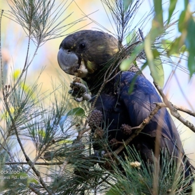 Calyptorhynchus lathami lathami (Glossy Black-Cockatoo) at Bomaderry Creek Regional Park - 26 May 2016 by CharlesDove