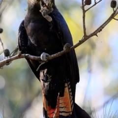 Calyptorhynchus lathami lathami at Bomaderry Creek Regional Park - 27 May 2016