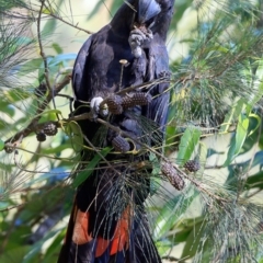 Calyptorhynchus lathami lathami at Bomaderry Creek Regional Park - 27 May 2016