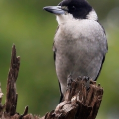 Cracticus torquatus (Grey Butcherbird) at Milton Rainforest Walking Track - 24 May 2016 by CharlesDove