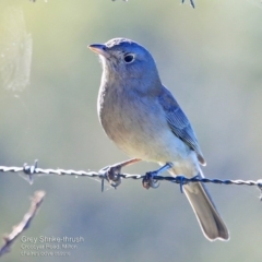 Colluricincla harmonica (Grey Shrikethrush) at Undefined - 29 May 2016 by Charles Dove