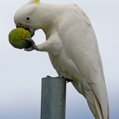 Cacatua galerita (Sulphur-crested Cockatoo) at Undefined - 27 May 2016 by Charles Dove