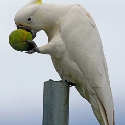 Cacatua galerita (Sulphur-crested Cockatoo) at Undefined - 27 May 2016 by Charles Dove