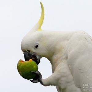 Cacatua galerita at undefined - 28 May 2016 12:00 AM