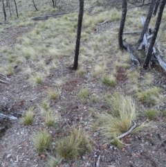 Nassella trichotoma (Serrated Tussock) at Mount Majura - 11 Jun 2018 by waltraud