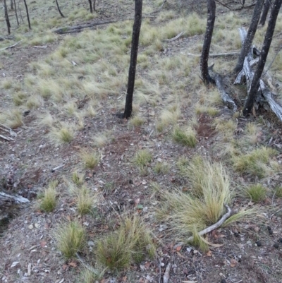 Nassella trichotoma (Serrated Tussock) at Mount Majura - 11 Jun 2018 by waltraud