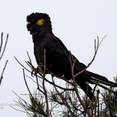 Zanda funerea (Yellow-tailed Black-Cockatoo) at Undefined - 26 May 2016 by CharlesDove