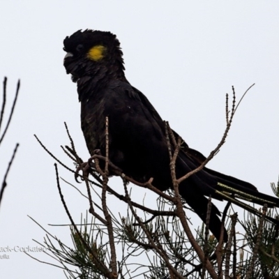 Zanda funerea (Yellow-tailed Black-Cockatoo) at Undefined - 26 May 2016 by CharlesDove