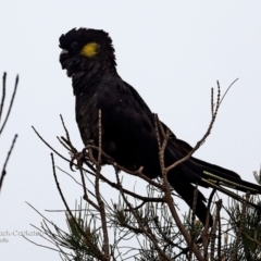 Calyptorhynchus funereus (Yellow-tailed Black-Cockatoo) at Undefined - 25 May 2016 by Charles Dove