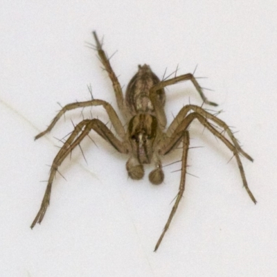 Oxyopes (genus) (Lynx spider) at Ainslie, ACT - 12 Jun 2018 by jb2602