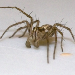 Oxyopes sp. (genus) at Ainslie, ACT - 12 Jun 2018 10:05 AM