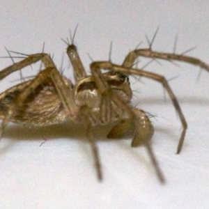 Oxyopes sp. (genus) at Ainslie, ACT - 12 Jun 2018 10:05 AM