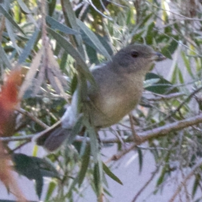 Pachycephala pectoralis (Golden Whistler) at Ainslie, ACT - 11 Jun 2018 by jb2602