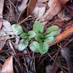 Diplodium ampliatum (Large Autumn Greenhood) at Cook, ACT - 12 Jun 2018 by CathB