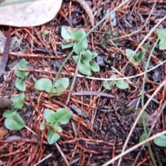 Diplodium truncatum at Cook, ACT - 12 Jun 2018