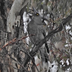 Strepera versicolor (Grey Currawong) at Forde, ACT - 12 Jun 2018 by JohnBundock