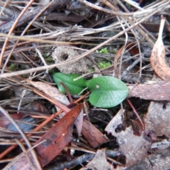 Pterostylis pedunculata (Maroonhood) at Cook, ACT - 12 Jun 2018 by CathB