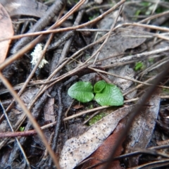 Pterostylis pedunculata at Cook, ACT - 12 Jun 2018