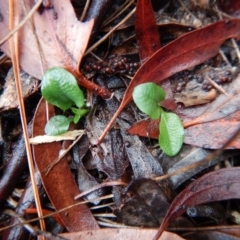 Pterostylis pedunculata at Cook, ACT - 12 Jun 2018