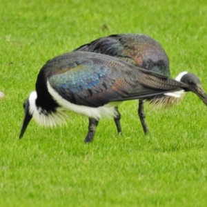 Threskiornis spinicollis at Deakin, ACT - 12 Jun 2018