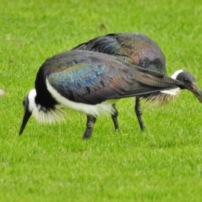 Threskiornis spinicollis (Straw-necked Ibis) at Deakin, ACT - 12 Jun 2018 by JohnBundock