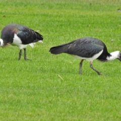 Threskiornis spinicollis at Deakin, ACT - 12 Jun 2018