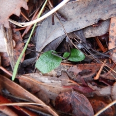 Pterostylis pedunculata (Maroonhood) at Mount Painter - 12 Jun 2018 by CathB