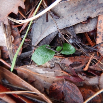 Pterostylis pedunculata (Maroonhood) at Cook, ACT - 12 Jun 2018 by CathB