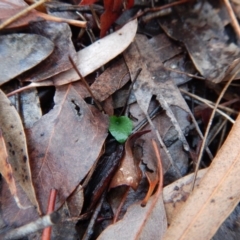 Pterostylis pedunculata at Cook, ACT - 12 Jun 2018