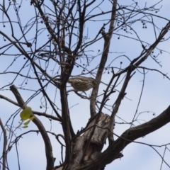 Pyrrholaemus sagittatus (Speckled Warbler) at Illilanga & Baroona - 22 Jan 2012 by Illilanga